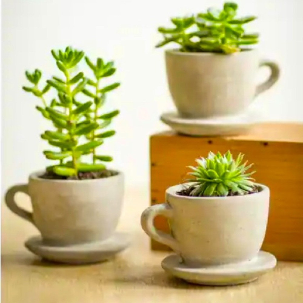 🎁Like New As is Raz Imports concrete Fern? Planter